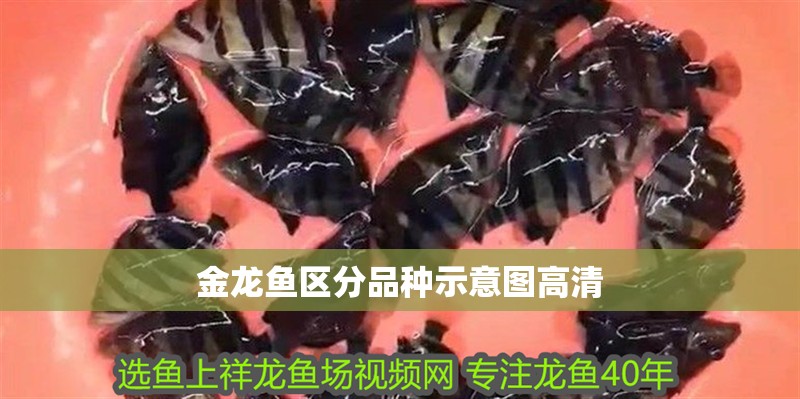 金龍魚區(qū)分品種示意圖高清