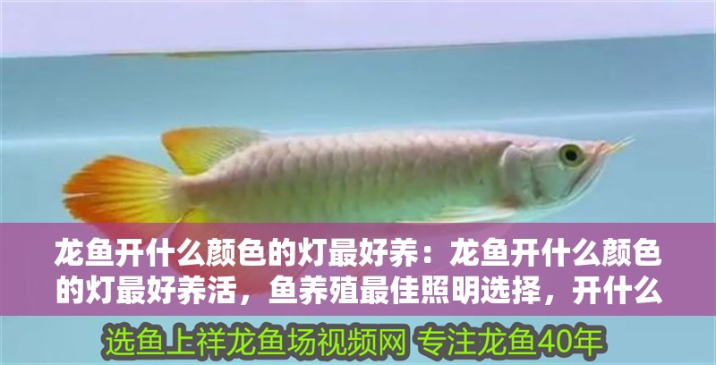 龍魚開什么顏色的燈最好養：龍魚開什么顏色的燈最好養活，魚養殖最佳照明選擇，開什么顏色的燈最適合龍魚？