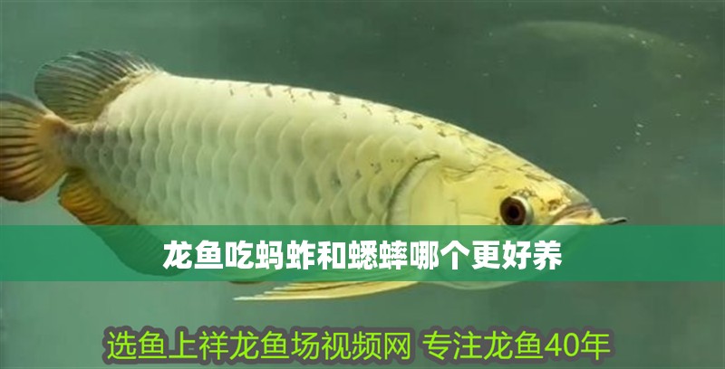 龍魚吃螞蚱和蟋蟀哪個更好養(yǎng)