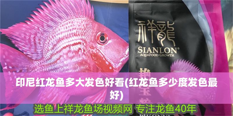印尼紅龍魚多大發色好看(紅龍魚多少度發色最好)