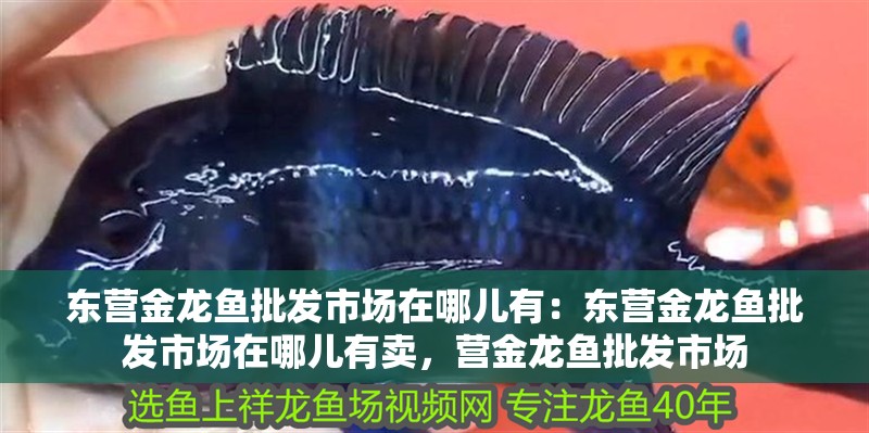 東營金龍魚批發市場在哪兒有：東營金龍魚批發市場在哪兒有賣，營金龍魚批發市場
