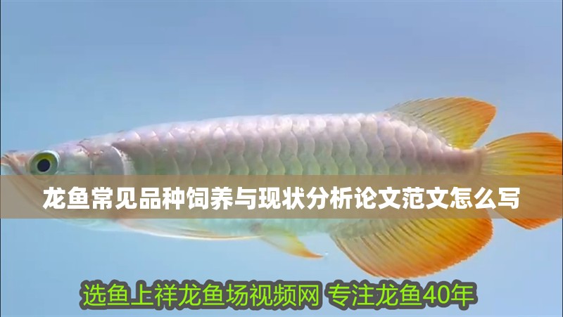 龍魚常見品種飼養與現狀分析論文范文怎么寫 龍魚百科 第2張 龍魚常見品種飼養與現狀分析論文范文怎么寫 龍魚常見品種飼養與現狀分析論文范文怎么寫 龍魚百科 第2張