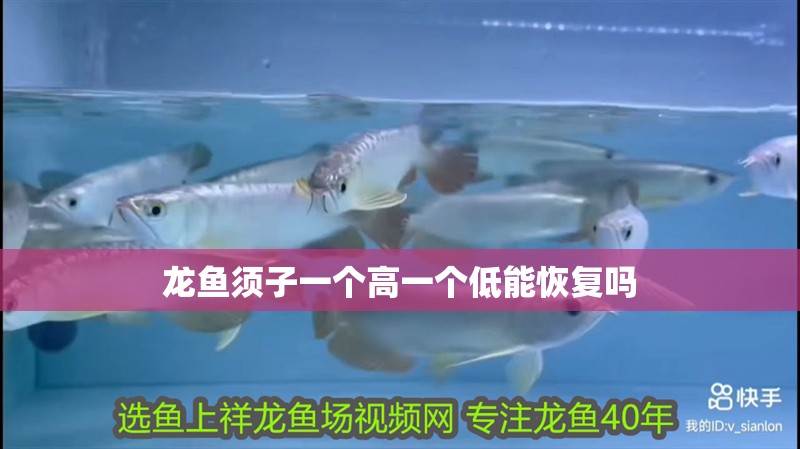 龍魚須子一個高一個低能恢復嗎
