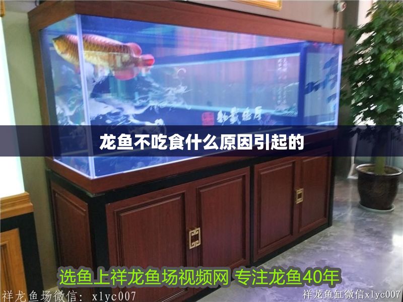 龍魚不吃食什么原因引起的