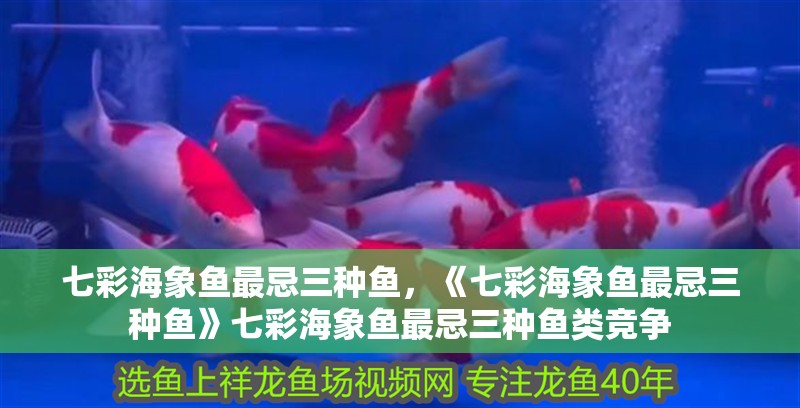 七彩海象魚最忌三種魚，《七彩海象魚最忌三種魚》七彩海象魚最忌三種魚類競爭 七彩海象魚最忌三種魚，《七彩海象魚最忌三種魚》七彩海象魚最忌三種魚類競爭 龍魚論壇