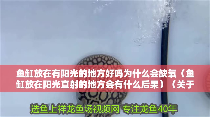 魚缸放在有陽光的地方好嗎為什么會缺氧（魚缸放在陽光直射的地方會有什么后果）（關于魚缸曬太陽的問題）