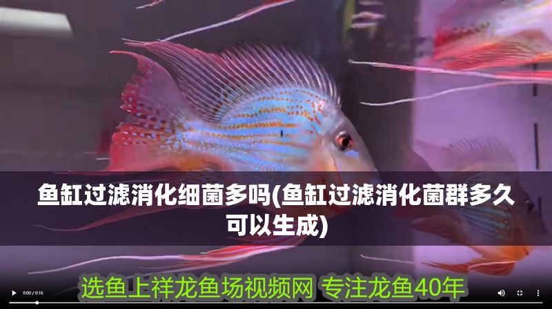 魚缸過濾消化細菌多嗎(魚缸過濾消化菌群多久可以生成)
