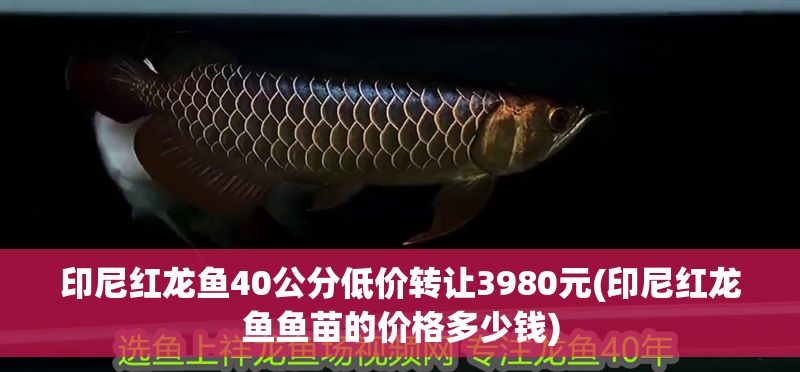 印尼紅龍魚40公分低價轉讓3980元(印尼紅龍魚魚苗的價格多少錢)
