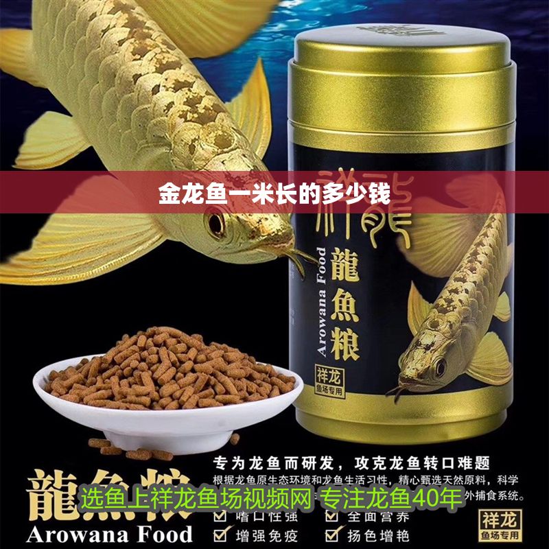 金龍魚一米長的多少錢