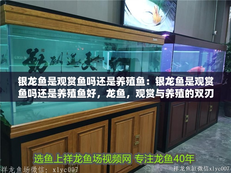 銀龍魚是觀賞魚嗎還是養殖魚：銀龍魚是觀賞魚嗎還是養殖魚好，龍魚，觀賞與養殖的雙刃