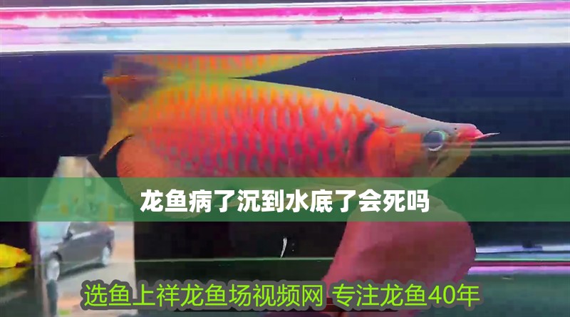 龍魚病了沉到水底了會死嗎