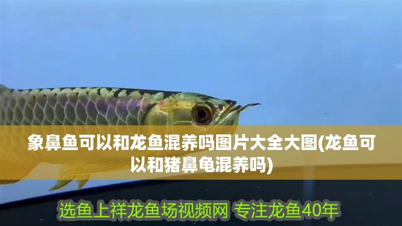 象鼻魚可以和龍魚混養嗎圖片大全大圖(龍魚可以和豬鼻龜混養嗎)