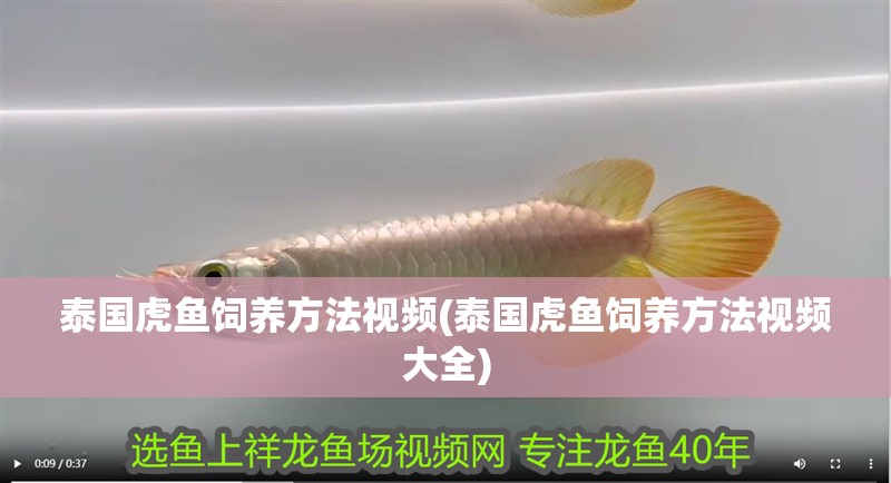 泰國(guó)虎魚飼養(yǎng)方法視頻(泰國(guó)虎魚飼養(yǎng)方法視頻大全)