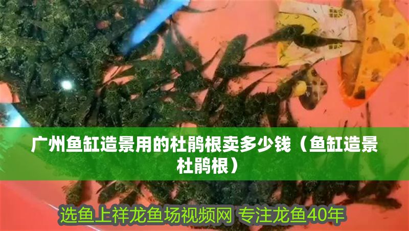 廣州魚缸造景用的杜鵑根賣多少錢（魚缸造景 杜鵑根）