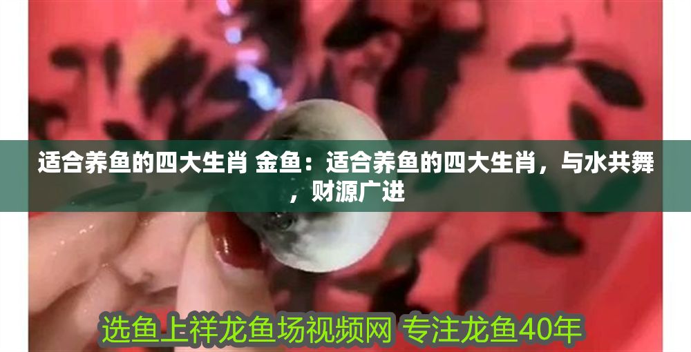 適合養魚的四大生肖 金魚：適合養魚的四大生肖，與水共舞，財源廣進