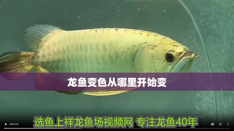 龍魚變色從哪里開始變 龍魚百科 第2張 龍魚變色從哪里開始變 龍魚變色從哪里開始變 龍魚百科 第2張