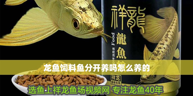 龍魚飼料魚分開養嗎怎么養的