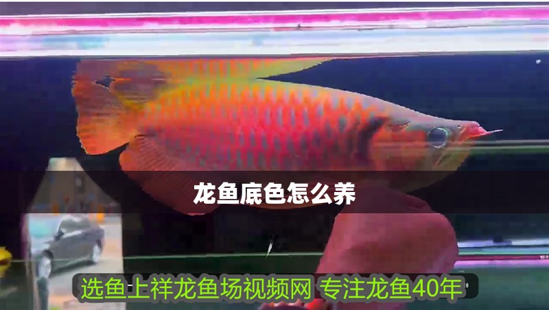 龍魚底色怎么養 龍魚底色怎么養 龍魚百科 第2張