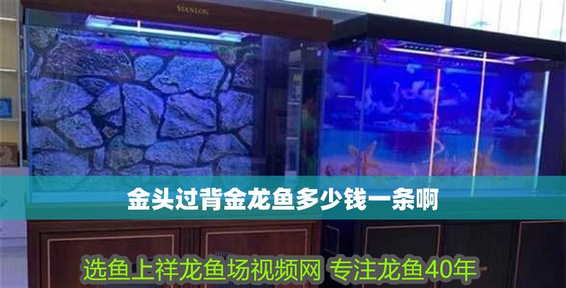金頭過背金龍魚多少錢一條啊