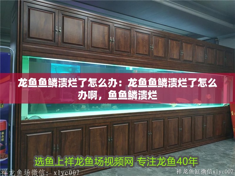 龍魚魚鱗潰爛了怎么辦：龍魚魚鱗潰爛了怎么辦啊，魚魚鱗潰爛