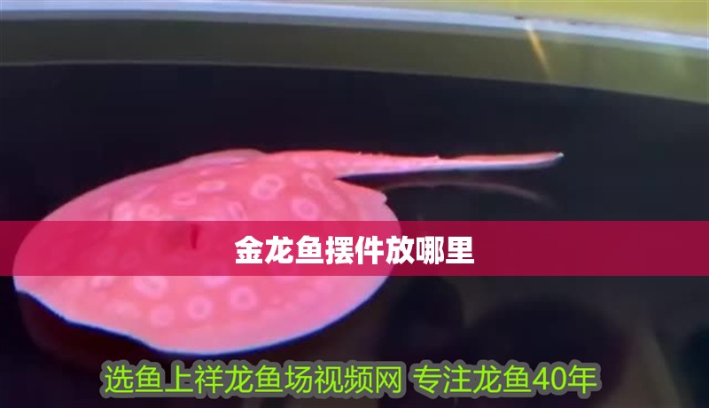金龍魚擺件放哪里