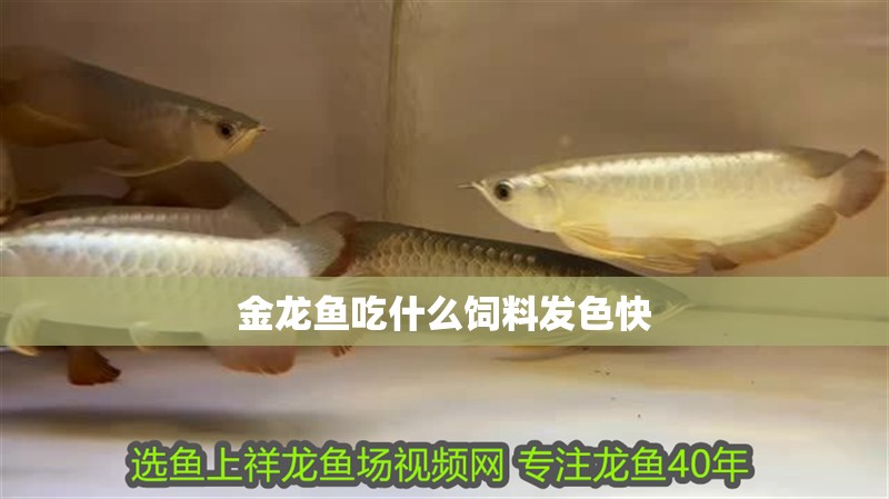 金龍魚吃什么飼料發色快 金龍魚吃什么飼料發色快 龍魚百科 第2張