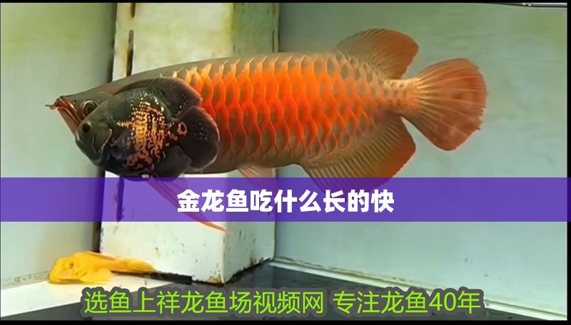 金龍魚(yú)吃什么長(zhǎng)的快
