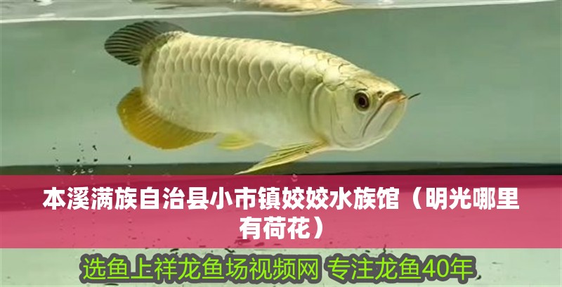 本溪滿族自治縣小市鎮姣姣水族館（明光哪里有荷花） 本溪滿族自治縣小市鎮姣姣水族館（明光哪里有荷花） 全國水族館企業名錄 第2張