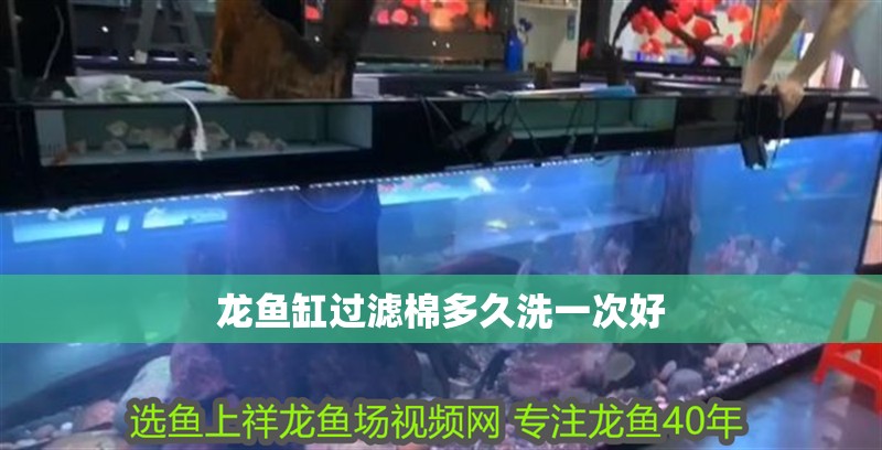 龍魚缸過濾棉多久洗一次好