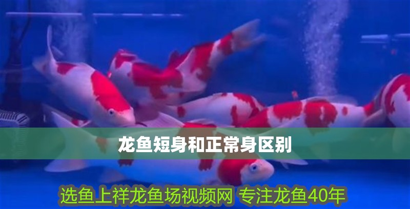 龍魚短身和正常身區別