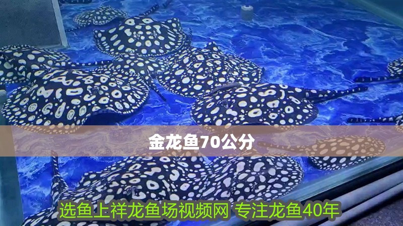 金龍魚70公分
