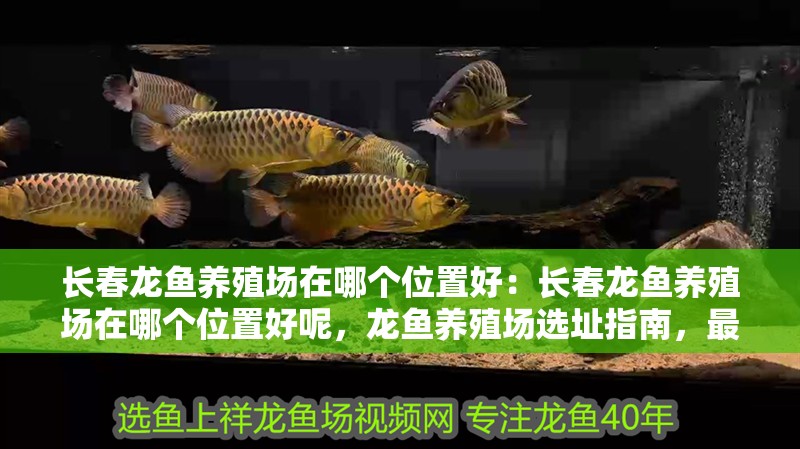 長春龍魚養殖場在哪個位置好：長春龍魚養殖場在哪個位置好呢，龍魚養殖場選址指南，最佳位置的選擇 長春龍魚養殖場在哪個位置好：長春龍魚養殖場在哪個位置好呢，龍魚養殖場選址指南，最佳位置的選擇 水族問答