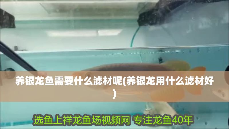 養銀龍魚需要什么濾材呢(養銀龍用什么濾材好)
