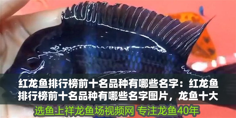 紅龍魚排行榜前十名品種有哪些名字：紅龍魚排行榜前十名品種有哪些名字圖片，龍魚十大品種排名