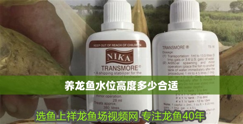 養龍魚水位高度多少合適 養龍魚水位高度多少合適 龍魚百科 第4張