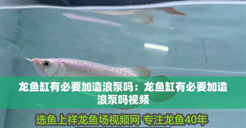 龍魚缸有必要加造浪泵嗎：龍魚缸有必要加造浪泵嗎視頻