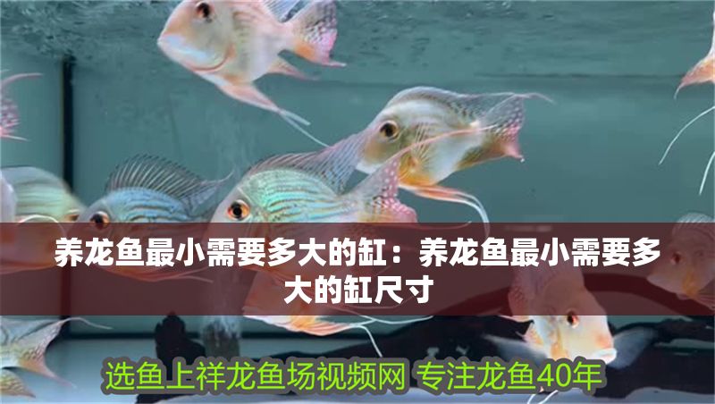 養龍魚最小需要多大的缸：養龍魚最小需要多大的缸尺寸