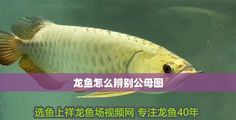 龍魚怎么辨別公母圖
