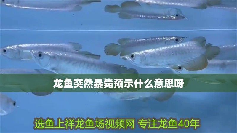 龍魚突然暴斃預(yù)示什么意思呀