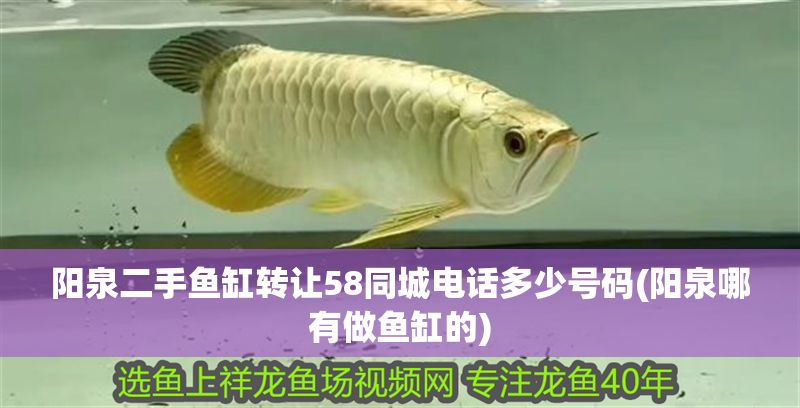 陽泉二手魚缸轉讓58同城電話多少號碼(陽泉哪有做魚缸的) 陽泉二手魚缸轉讓58同城電話多少號碼(陽泉哪有做魚缸的) 黃金貓魚百科 第1張