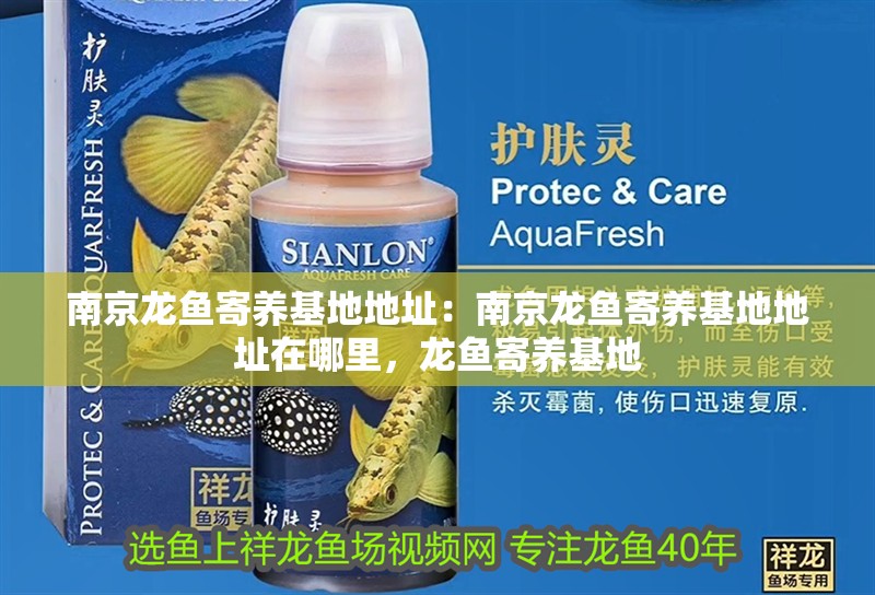 南京龍魚寄養基地地址：南京龍魚寄養基地地址在哪里，龍魚寄養基地