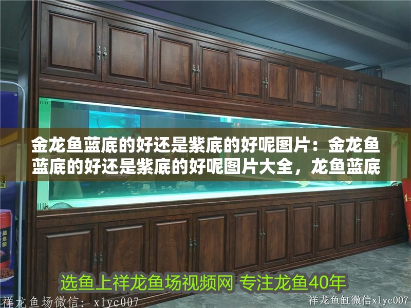 金龍魚藍底的好還是紫底的好呢圖片：金龍魚藍底的好還是紫底的好呢圖片大全，龍魚藍底與紫底對比分析，哪種顏色更適合您