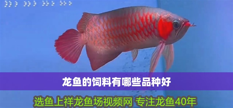 龍魚的飼料有哪些品種好