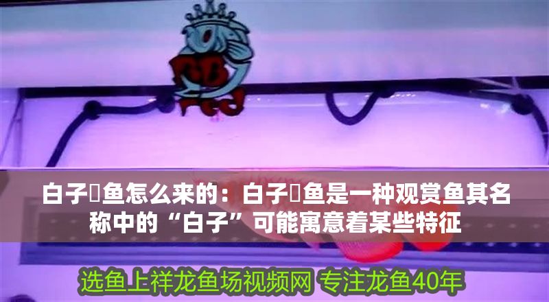 白子魟魚怎么來的：白子魟魚是一種觀賞魚其名稱中的“白子”可能寓意著某些特征 白子魟魚怎么來的：白子魟魚是一種觀賞魚其名稱中的“白子”可能寓意著某些特征 魟魚百科 第2張