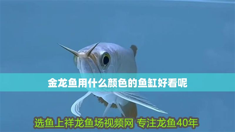 金龍魚用什么顏色的魚缸好看呢