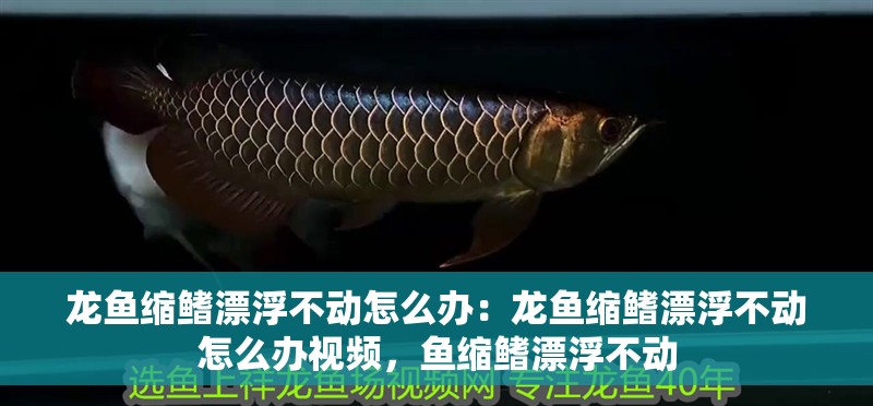 龍魚縮鰭漂浮不動怎么辦：龍魚縮鰭漂浮不動怎么辦視頻，魚縮鰭漂浮不動 龍魚縮鰭漂浮不動怎么辦：龍魚縮鰭漂浮不動怎么辦視頻，魚縮鰭漂浮不動 水族問答