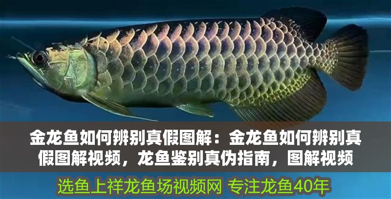 金龍魚如何辨別真假圖解：金龍魚如何辨別真假圖解視頻，龍魚鑒別真?zhèn)沃改希瑘D解視頻