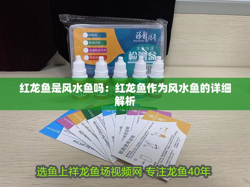 紅龍魚是風(fēng)水魚嗎：紅龍魚作為風(fēng)水魚的詳細(xì)解析