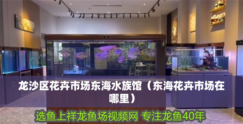龍沙區(qū)花卉市場(chǎng)東海水族館（東海花卉市場(chǎng)在哪里）