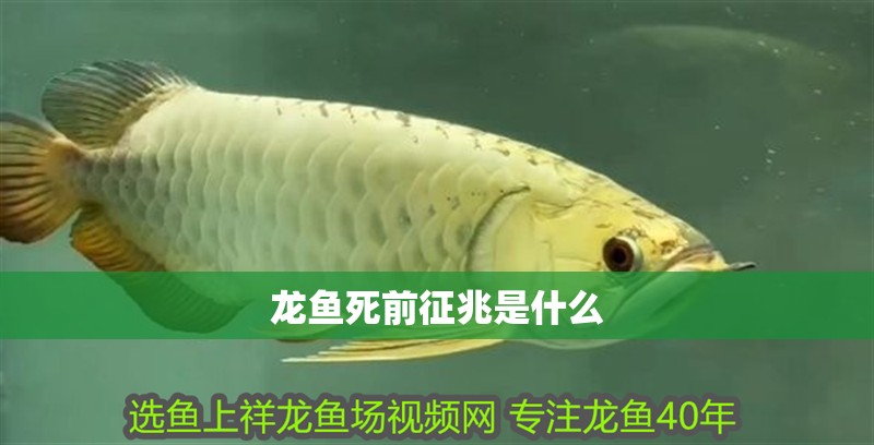 龍魚死前征兆是什么